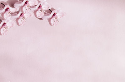 Close-up of white flowers