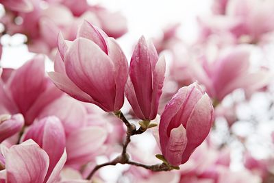 Close-up of pink cherry blossoms