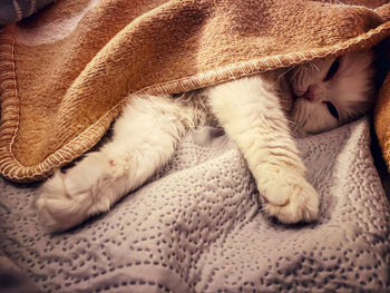 Close-up of a cat sleeping on bed