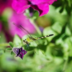 Close-up of insect on purple flower