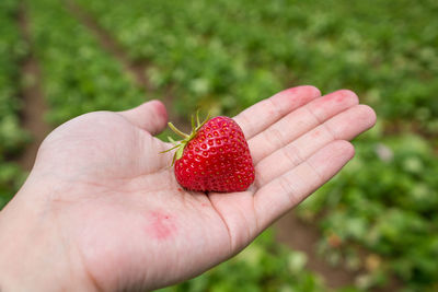 Close-up of cropped hand holding strawberries