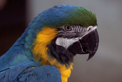 Close-up of blue parrot perching on rock