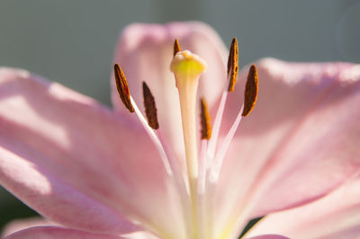 Close-up of pink lily on sunny day