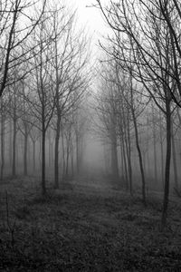 Bare trees in forest