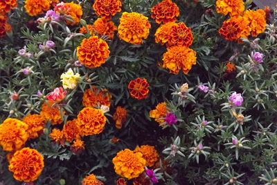 Full frame shot of yellow flowers