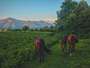 Horses grazing in a field
