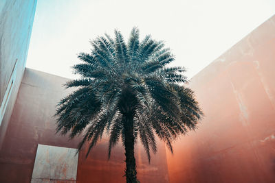 Low angle view of palm tree against clear sky