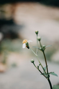 Close-up of white flowering plant