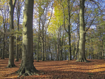 Trees in forest during autumn