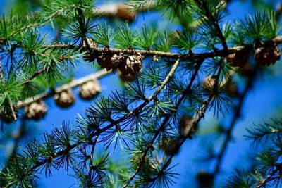 Close-up of plants against trees