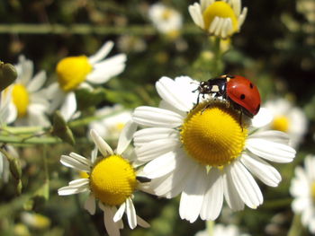 Close-up of insect on yellow flower