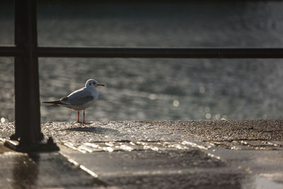 Seagull perching on retaining wall by sea