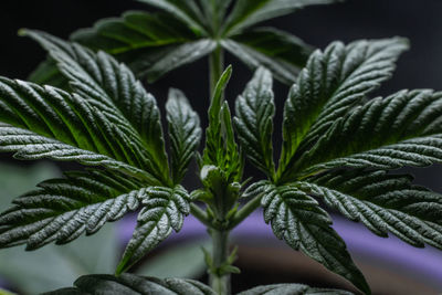 Close-up of potted plant