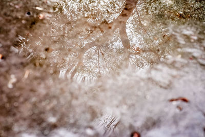 Close-up of frozen plants