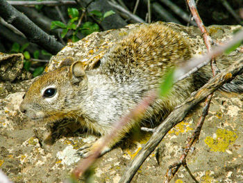 Close-up of squirrel on tree