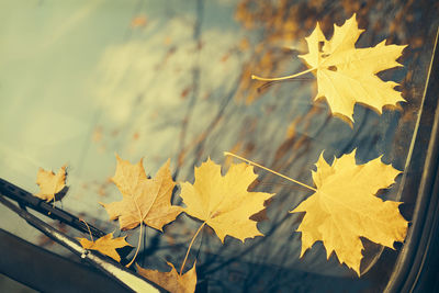 Close-up of yellow maple leaves