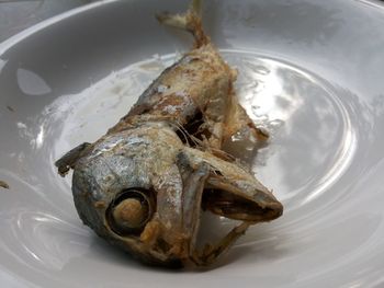High angle view of fish in plate