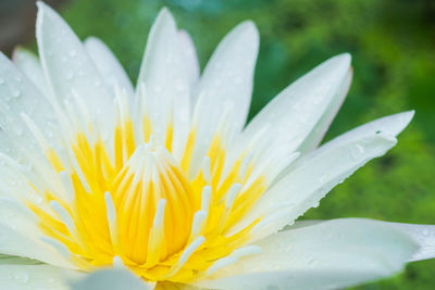 Close-up of wet white flower