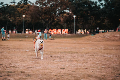 View of dog running in park