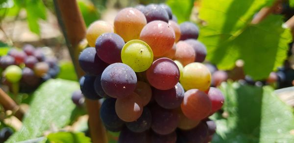 Close-up of grapes growing in vineyard