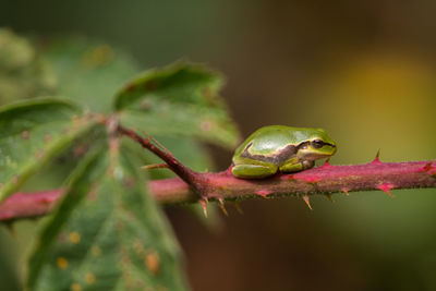 Close-up of frog on branch