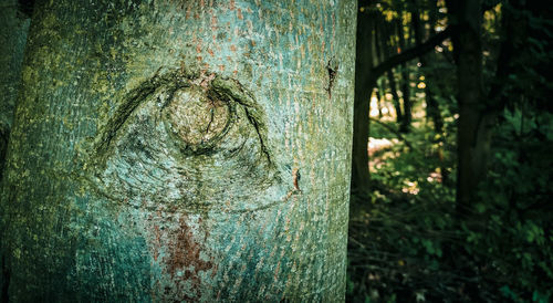 Close-up of tree trunk in forest