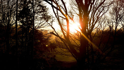 Close-up of silhouette trees against sky during sunset