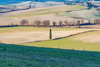 Scenic view of agricultural field