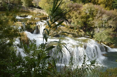 Scenic view of waterfall in forest