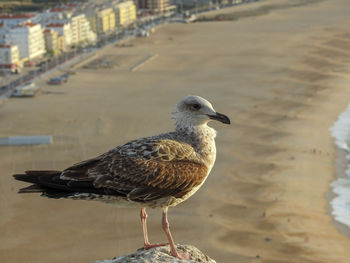 Close-up of seagull perching on a water