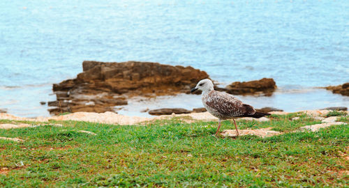 Bird perching on shore by sea
