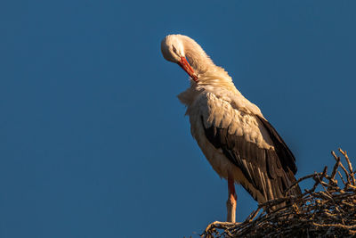 Low angle view of eagle perching against clear sky