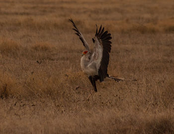 View of a bird running on land