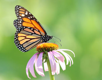 Close-up of butterfly pollinating on flower