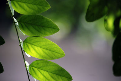 Close-up of green leaves