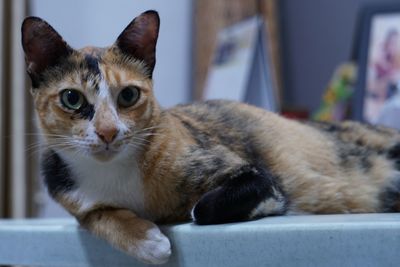 Close-up portrait of a cat