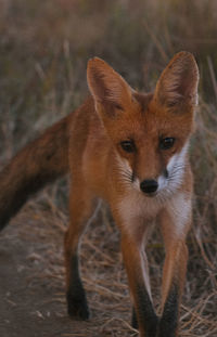 Fox standing on field