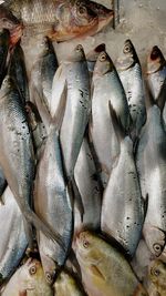 Close-up of fish for sale in market