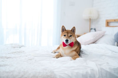 The shiba inu dog is lying on the bed in a white bedroom.
