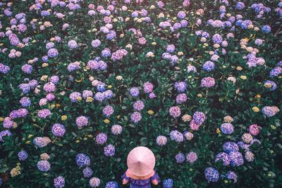 High angle view of purple flowering plants on field