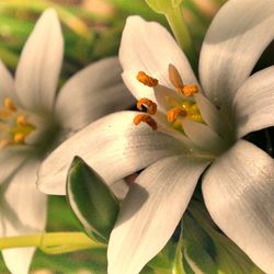 Close-up of white flower