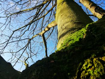 Low angle view of bare tree against sky
