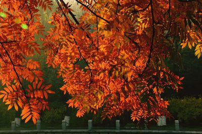 Close-up of maple tree in park during autumn