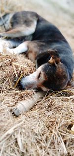 Dog sleeping in a field