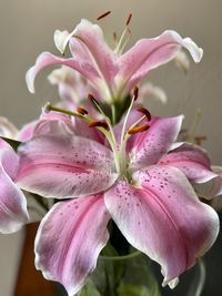 Close-up of pink flowering plant