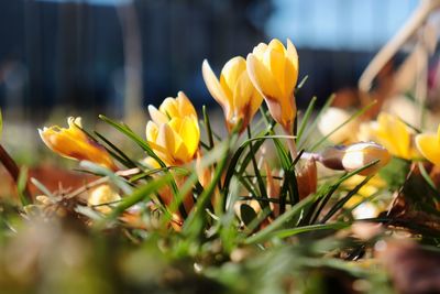 Close-up of yellow flowering plants on field