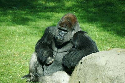 Front view of gorilla sitting on grass