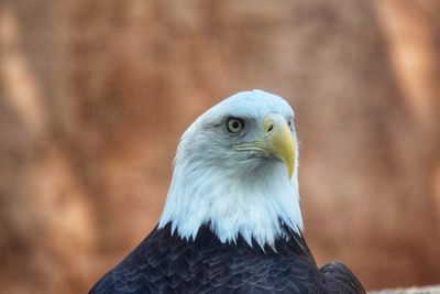 Close-up portrait of eagle