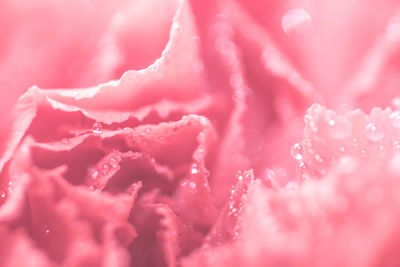 Macro shot of water drops on rose