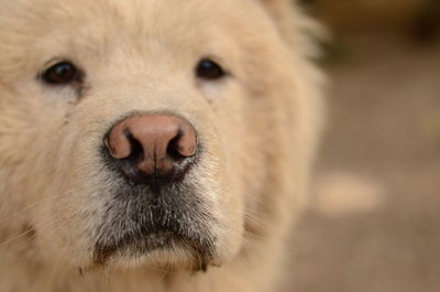 Close-up portrait of dog